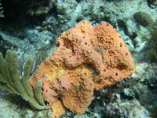 Orange sponge