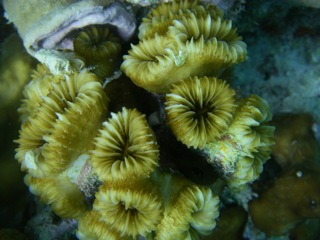 Large coral polyps