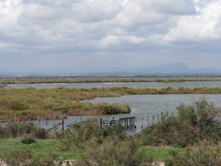 Swamp near Etang de Mauguio