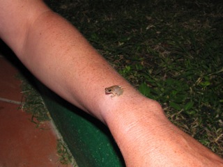 Coqui - small frog, large voice