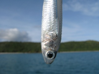 We caught a fish!
