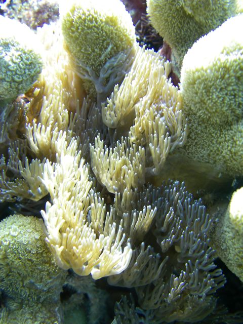 Soft coral