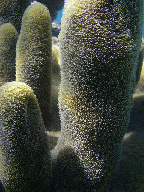 Pillar Coral