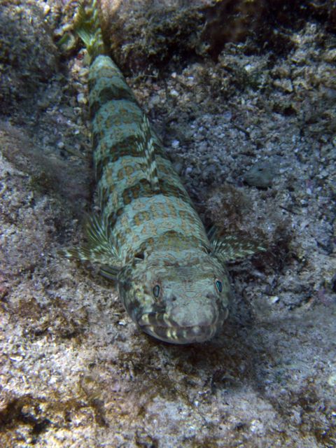 Sand Diver