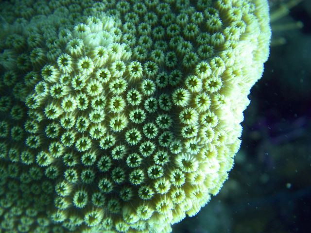 Coral Polyps