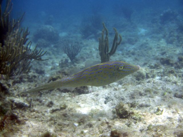 Large Triggerfish?