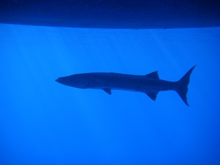 Baracuda under our boat