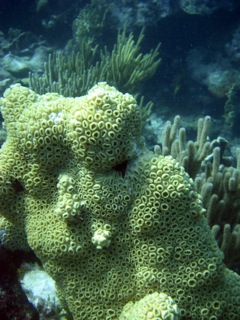 Coral polyps