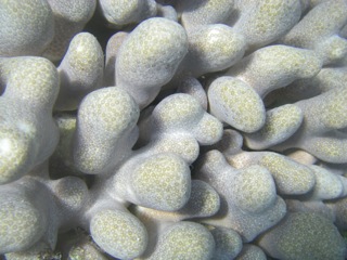 Closed polyps