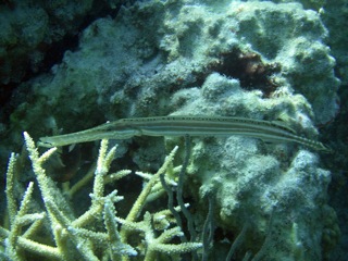 Trumpetfish