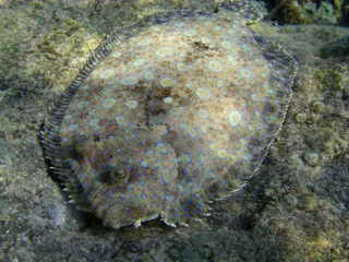 Flounder