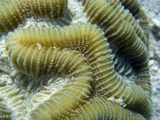 Brain Coral detail