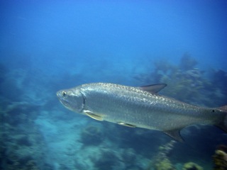 Tarpon