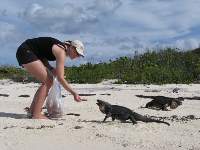 Iguanas at Bitter Guana Cay