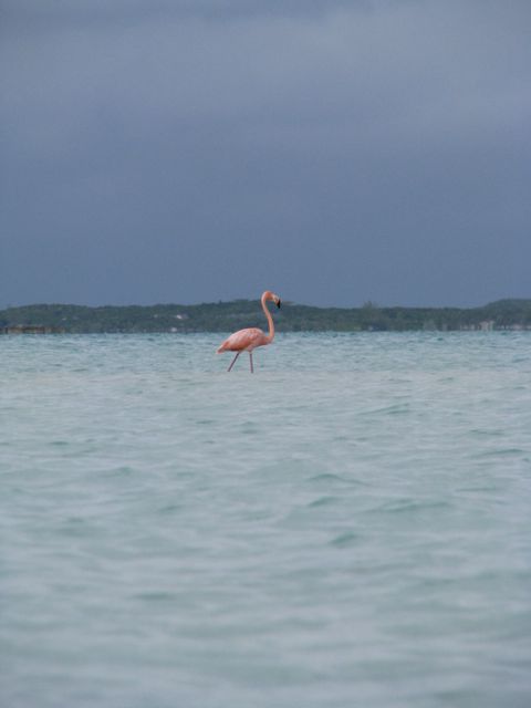Flamingo
