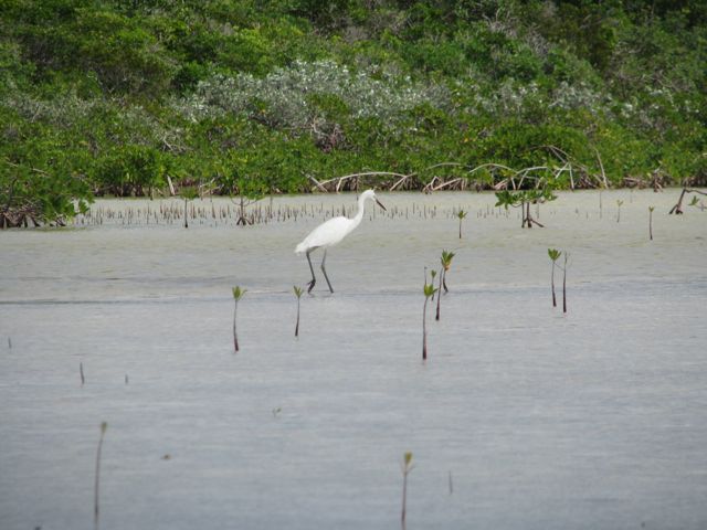 Egret or white Heron
