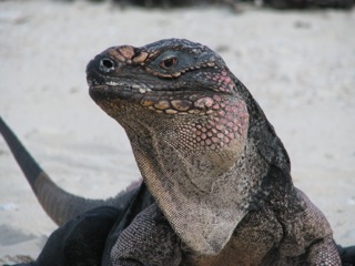 Large, friendly Iguana