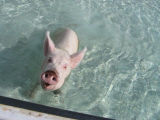 How can you resist that face?