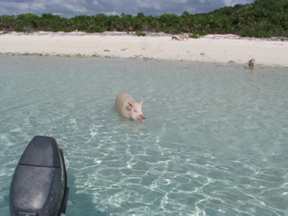 Swimming Pigs