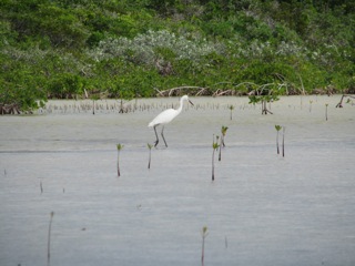 Egret or white Heron