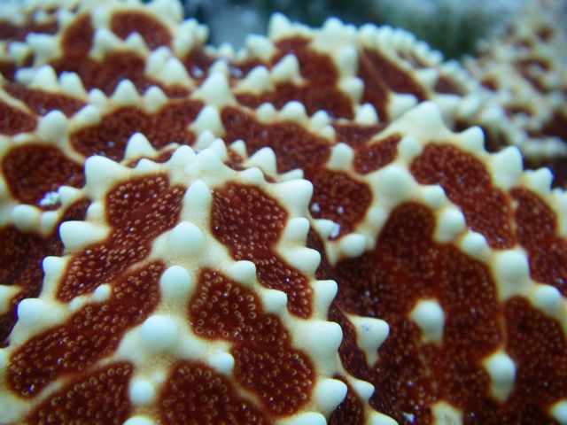 Sea star detail