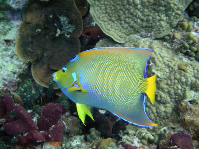 Queen Angelfish