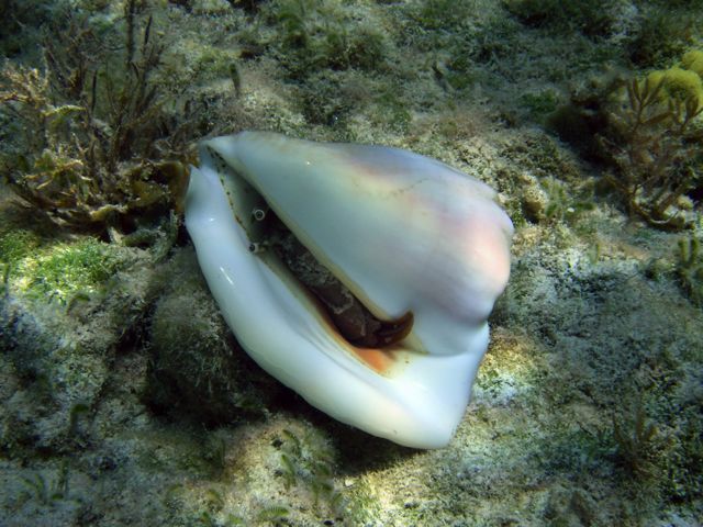 A live Conch