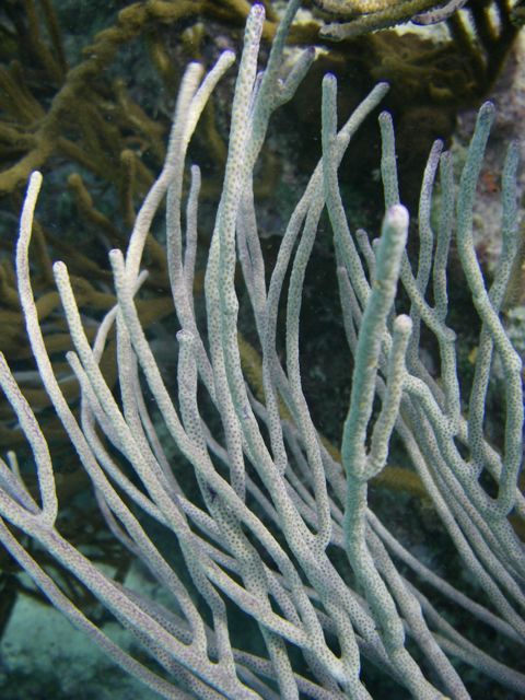 Sea Rod Coral