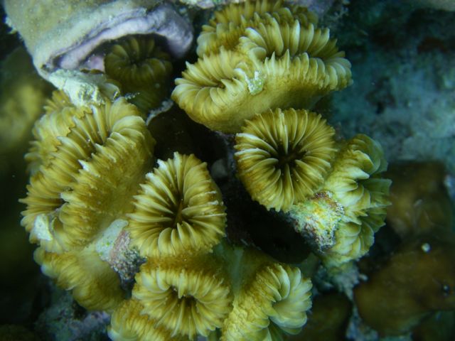 Large coral polyps