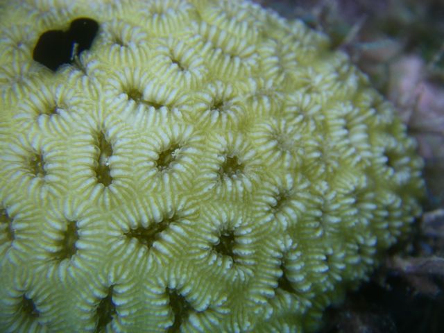 Coral closeup