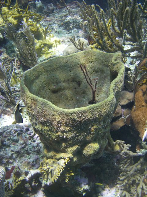 Large Vase Sponge
