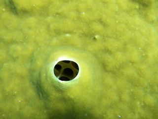 Yellow sponge detail