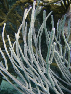 Sea Rod Coral