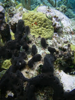 Black sponge