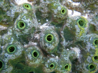 Green Sponge