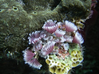 Featherduster Tube Worms