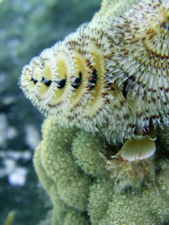 Christmastree Worm