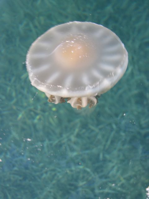 Jellyfish