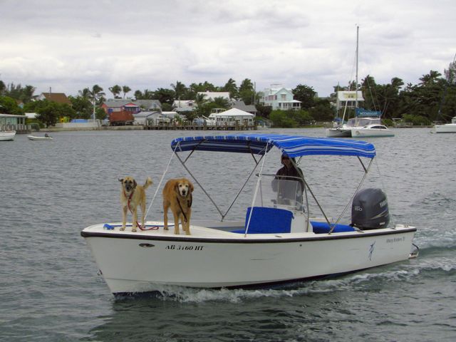 Boat dogs