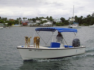 Boat dogs