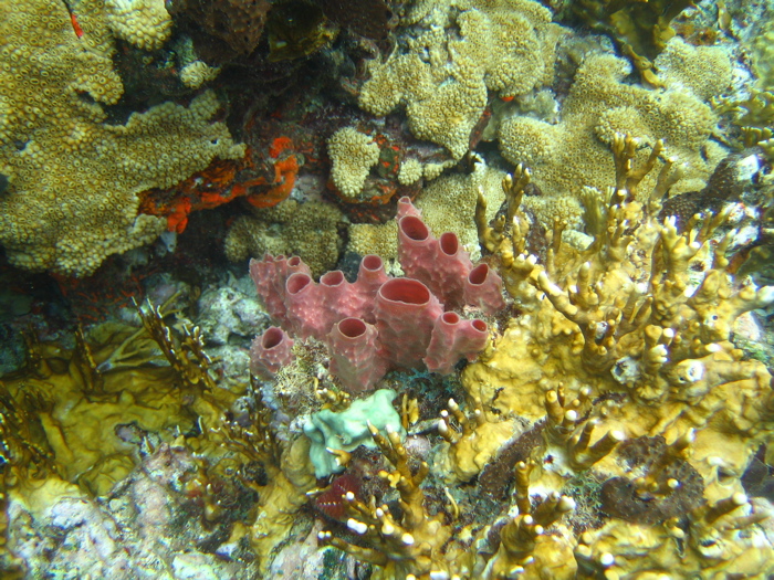 Red sponge