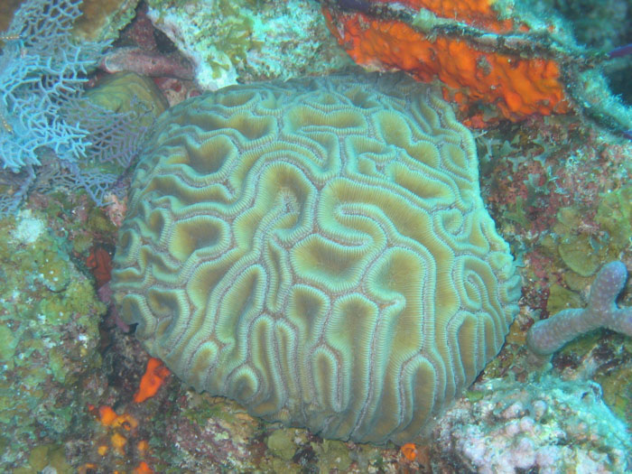 Hard coral
