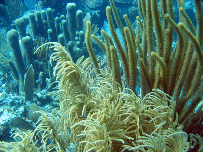 Soft coral