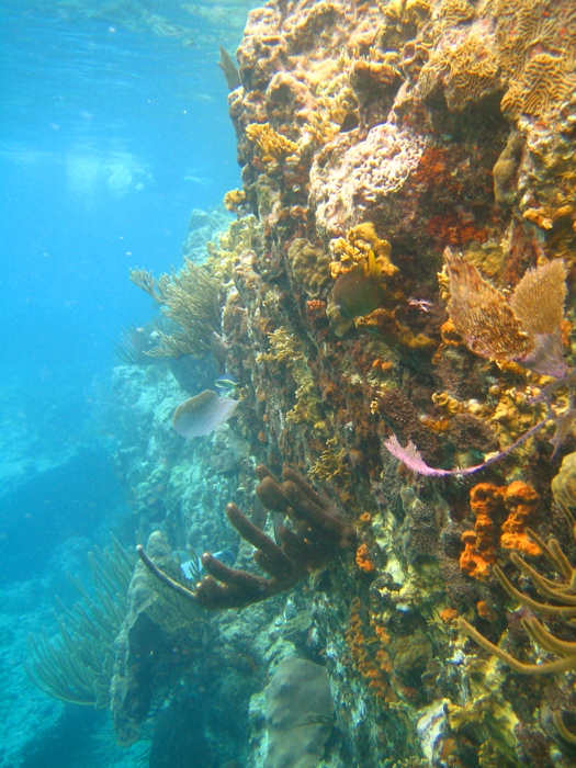 Coral wall at The Indians