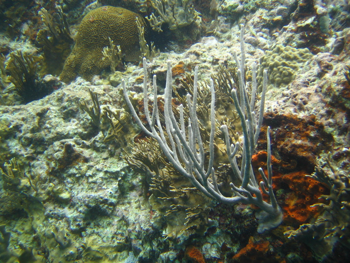 Some kind of branching coral