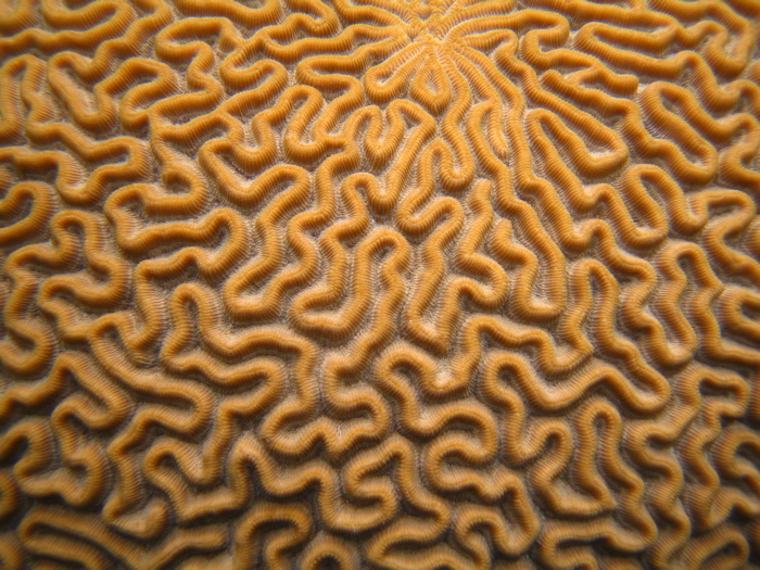 Brain coral