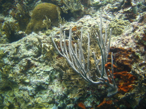 Some kind of branching coral