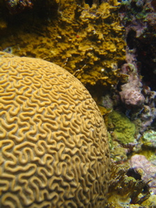 Brain coral