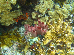 Red sponge
