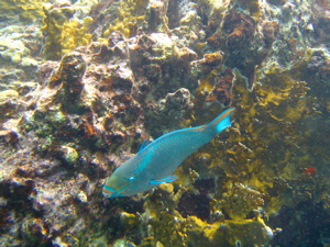 Parrot fish